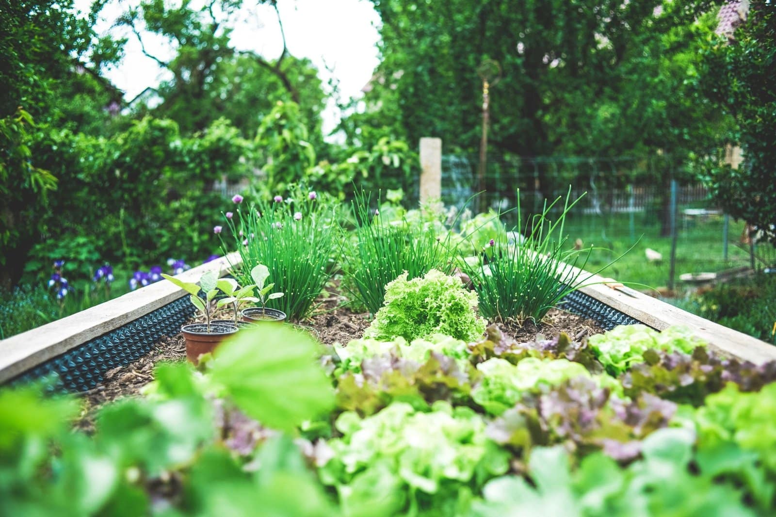 growing your own food